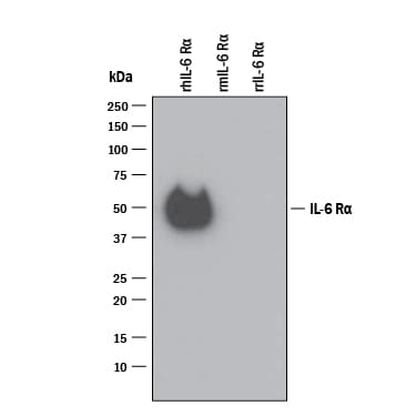 Detection of Recombinant Human IL-6R alpha antibody by Western Blot.