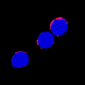 IL-6R alpha antibody in Human PBMCs by Immunocytochemistry (ICC).