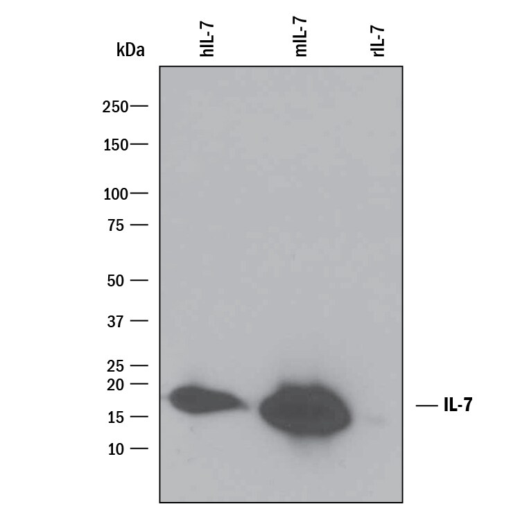 Detection of Recombinant Human and Mouse IL-7 antibody by Western Blot.