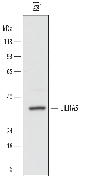 Detection of Human LILRA5/CD85f antibody by Western Blot.