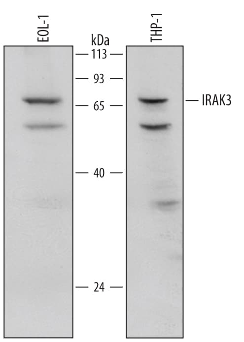 Detection of Human IRAK3 antibody by Western Blot.