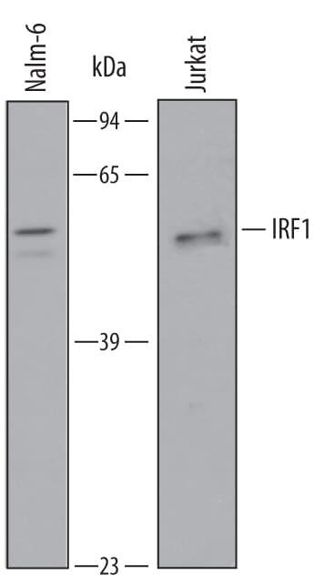 Detection of Human IRF1 antibody by Western Blot.