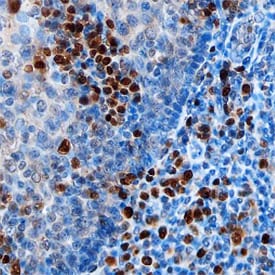 IRF4 antibody in Human Tonsil by Immunohistochemistry (IHC-P).