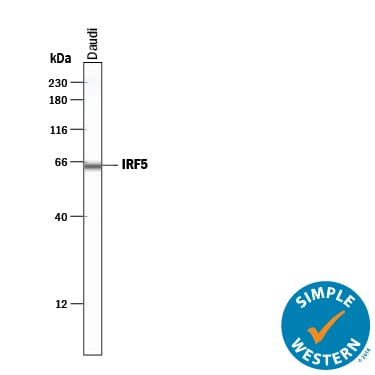 Detection of Human IRF5 antibody by Simple WesternTM.