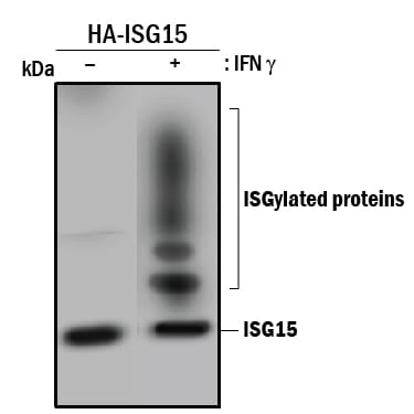 Immunoprecipitation of Human ISG15/UCRP.