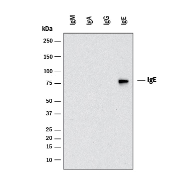 Detection of Mouse IgE by Western Blot.