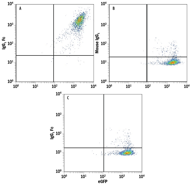 Detection of IgG1Fc antibody in Human B7-H1/PD-L1 Fc Chimera Bound to HEK293 Human Cell Line Transfected with Human PD-1 and eGFP antibody by Flow Cytometry.
