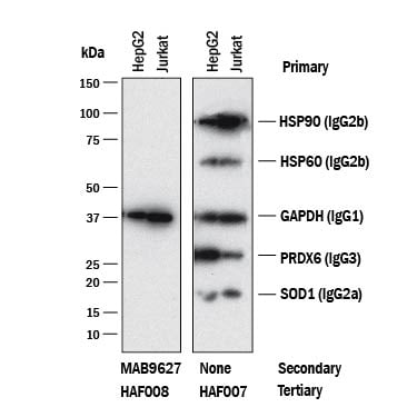 Detection of Mouse IgG1Primary Antibodies antibody by Western Blot.