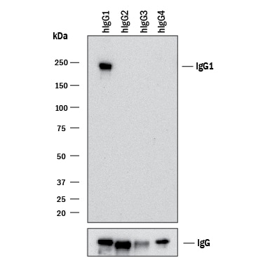 Detection of Human IgG1by Western Blot.