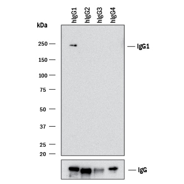 Detection of Human IgG1by Western Blot.