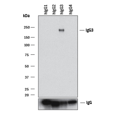 Detection of Human IgG3by Western Blot.