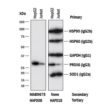 Detection of Mouse IgG3Primary Antibodies antibody by Western Blot.