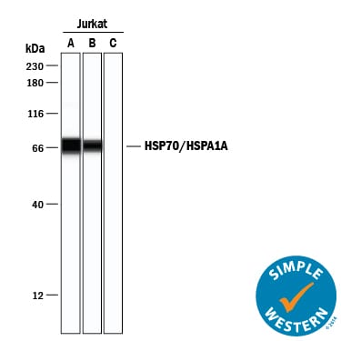 Detection of Rabbit IgG Antibody by Simple WesternTM.