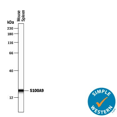 Detection of Rat IgG Primary Antibody by Simple WesternTM.