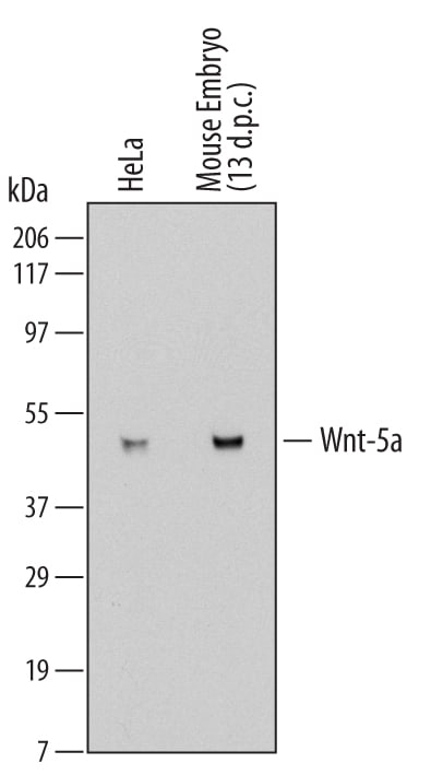 Detection of Rat IgG Primary Antibody by Western Blot