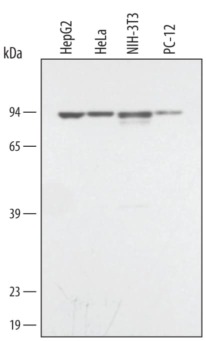 Detection of Mouse IgG Primary Antibody by Western Blot