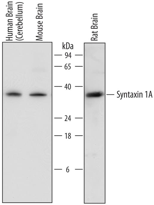 Detection of Goat IgG Primary Antibody by Western Blot