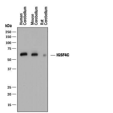 Detection of Mouse IgG Primary Antibody by Western Blot