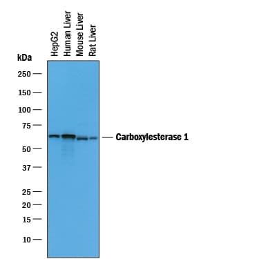Detection of Goat IgG Primary Antibody by Western Blot.