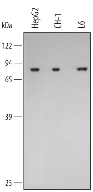 Detection of Goat IgG Primary Antibody by Western Blot
