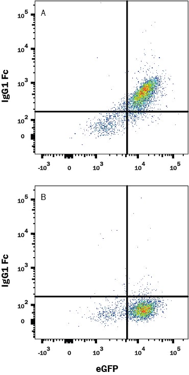 Detection of IgG1 Fc antibody in Human B7-H1/PD-L1 Fc Chimera Bound to HEK293 Human Cell Line Transfected with Human PD-1 and eGFP antibody by Flow Cytometry.