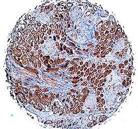Detection of FABP1/L-FABP in Human Kidney.