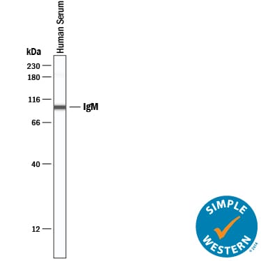 Detection of Human IgM antibody by Simple WesternTM.