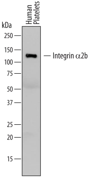 Detection of Human Integrin a2b/CD41 antibody by Western Blot.