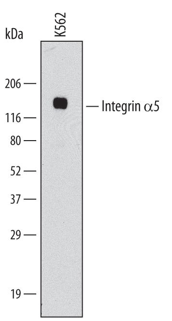 Detection of Human Integrin a5/CD49e antibody by Western Blot.