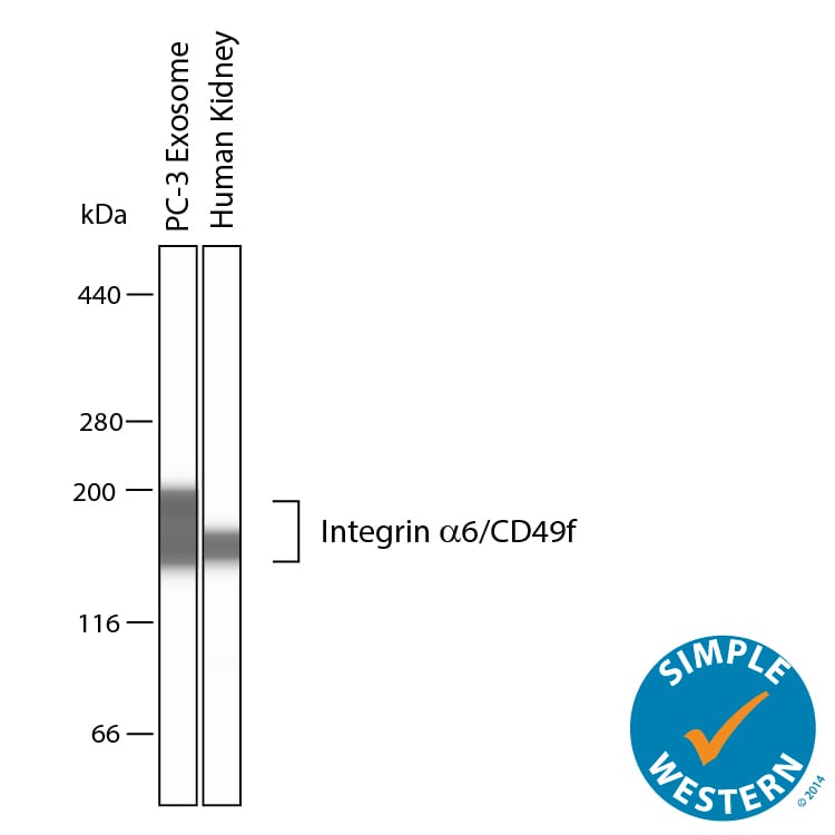 Detection of Human Integrin a6/CD49f antibody by Simple WesternTM.