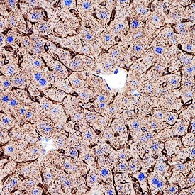 Integrin alpha 9 antibody in Mouse Liver Tissue by Immunohistochemistry (IHC-Fr).