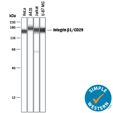 Detection of Human Integrin  beta 1/CD29 antibody by Simple WesternTM.