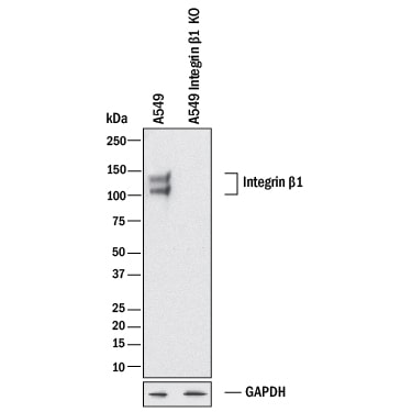 Western Blot Shows Human Integrin  beta 1/CD29 Antibody Specificity by Using Knockout Cell Line.