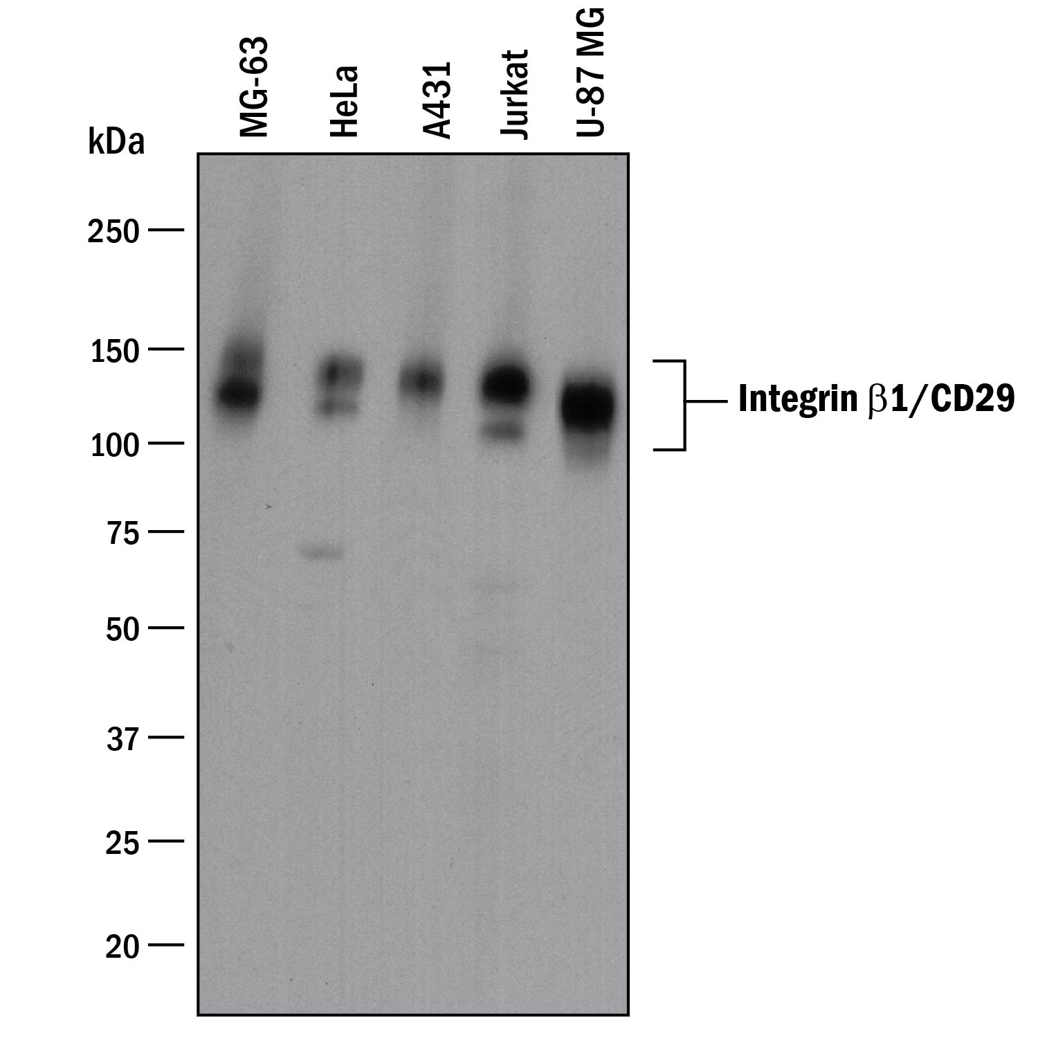 Detection of Human Integrin  beta 1/CD29 antibody by Western Blot.