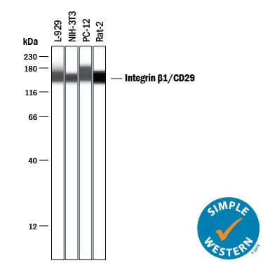 Detection of Mouse and Rat Integrin  beta 1/CD29 antibody by Simple WesternTM.