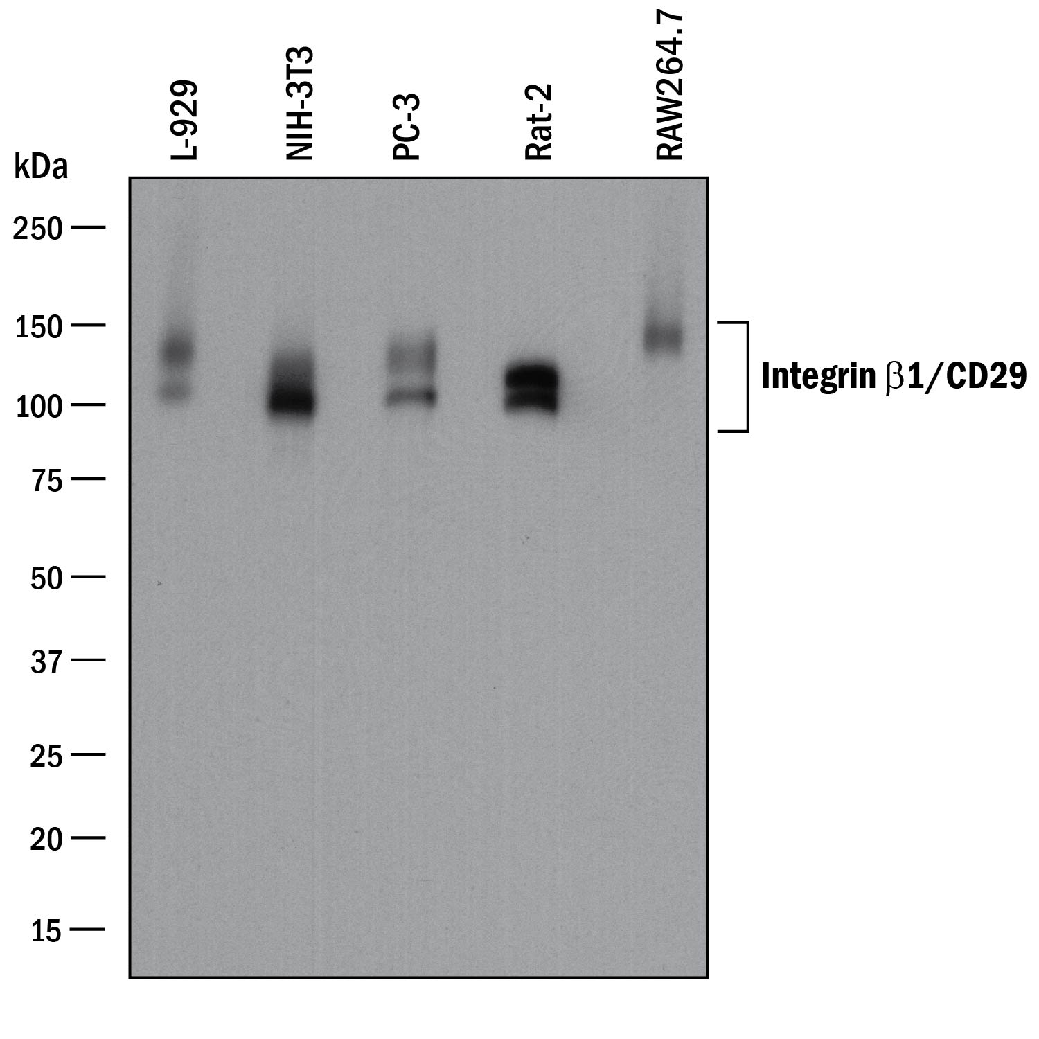 Detection of Mouse and Rat Integrin  beta 1/CD29 antibody by Western Blot.
