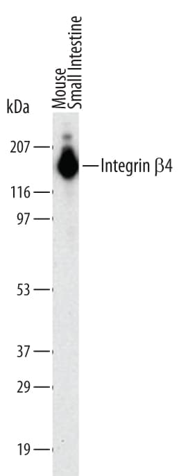 Detection of Mouse Integrin  beta 4/CD104 antibody by Western Blot.
