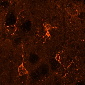 Integrin  beta 5 antibody in Mouse Brain by Immunohistochemistry (IHC-Fr).
