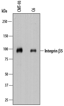 Detection of Mouse and Rat Integrin  beta 5 antibody by Western Blot.