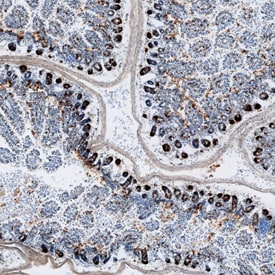 Intelectin-2 antibody in Mouse Intestine by Immunohistochemistry (IHC-Fr).