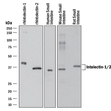 Detection of Human, Mouse, and Rat Intelectin-1/2 antibody by Western Blot.