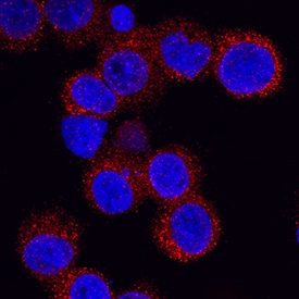 Intelectin-1/Omentin antibody in U937 Human Cell Line by Immunocytochemistry (ICC).