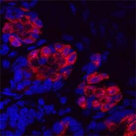 Intelectin-1/Omentin antibody in Mouse Intestine by Immunohistochemistry (IHC-Fr).