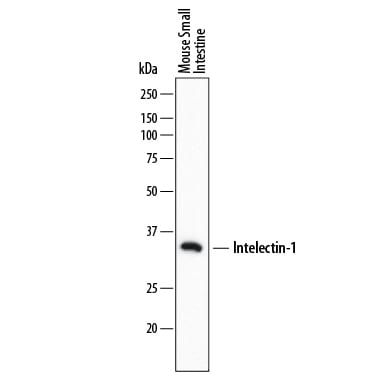 Detection of Mouse Intelectin-1/Omentin antibody by Western Blot.
