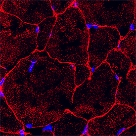 Irisin/FNDC5 antibody in Rat Skeletal Muscle by Immunohistochemistry (IHC-Fr).