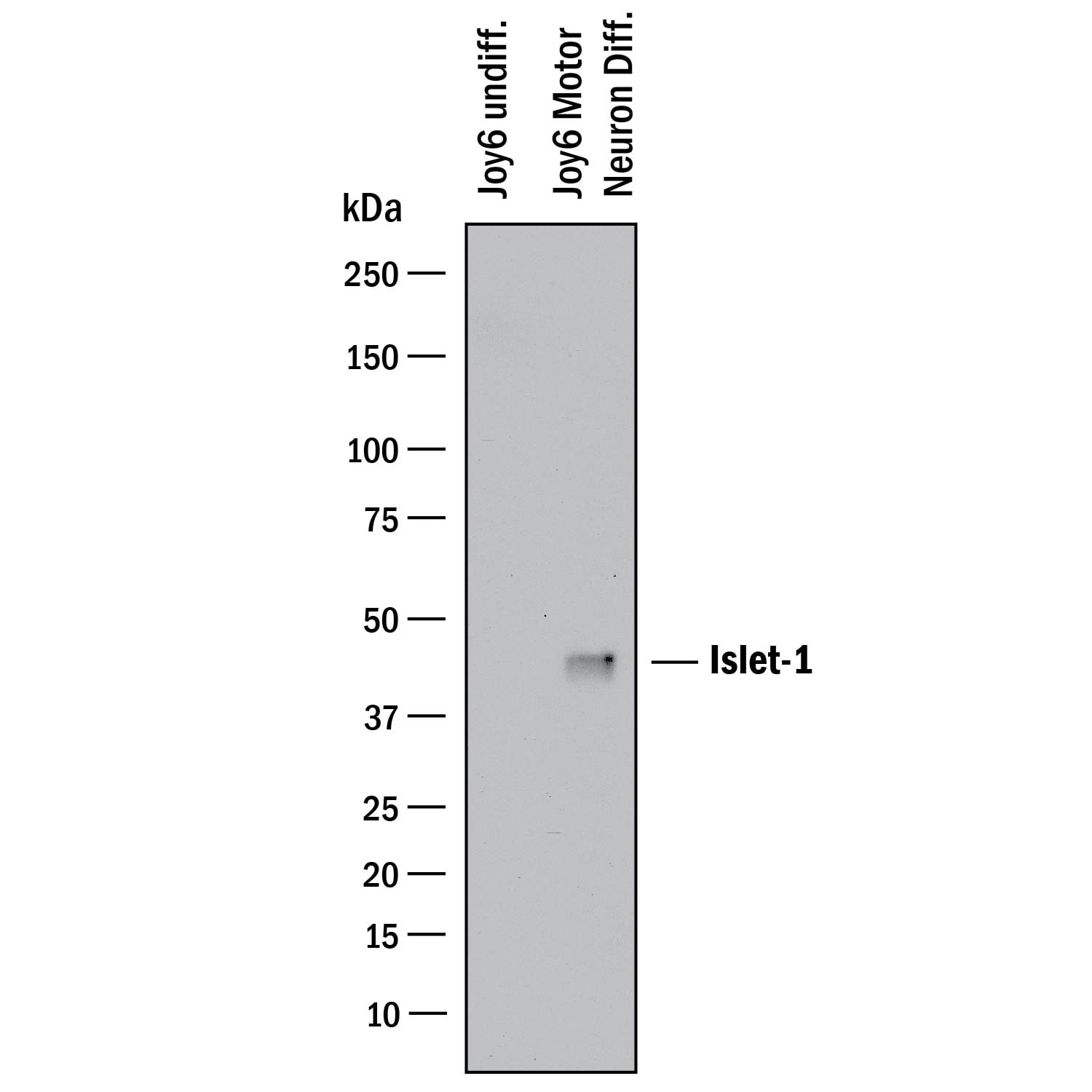 Detection of Human Islet-1 antibody by Western Blot.