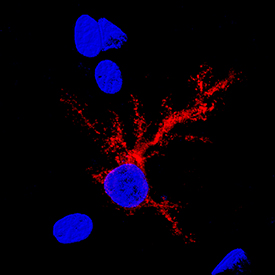 Isocitrate Dehydrogenase 1/IDH1 antibody in Rat Brain by Immunohistochemistry (IHC-Fr).