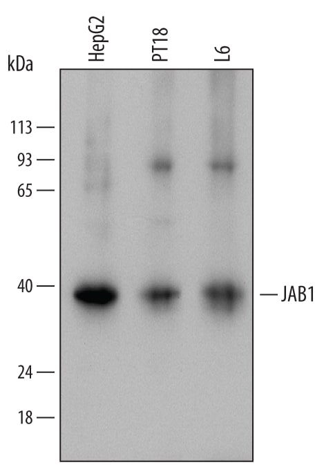 Detection of Human, Mouse, and Rat JAB1 antibody by Western Blot.