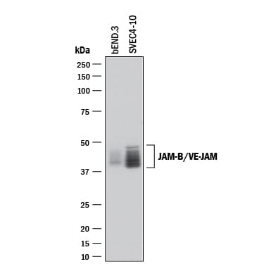 Detection of Mouse JAM-B/VE-JAM antibody by Western Blot.