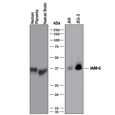 Detection of Human JAM-C antibody by Western Blot.